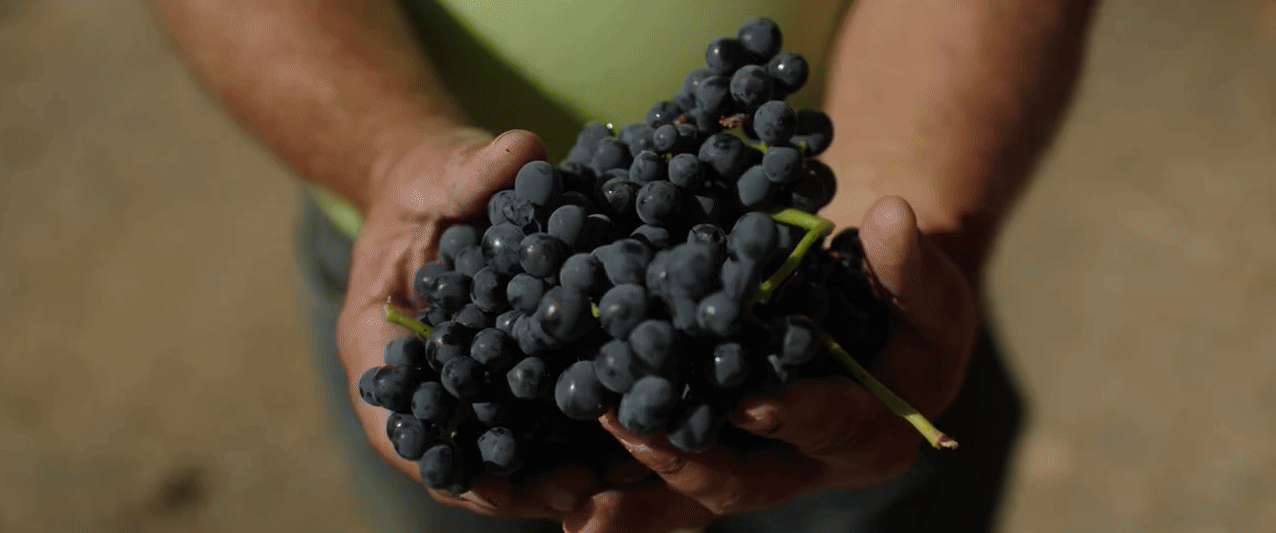 Vindima 2024 Sogrape